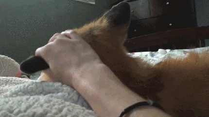 lisa_gif