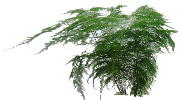 Asparagus-seed-plants-family-benefits-grass-seeds-plant-tree-indoor-plants-fairy-miniature-garden-se