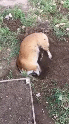 DigDigDig - Imgur