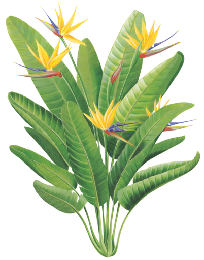 garden-bird_of_paradise