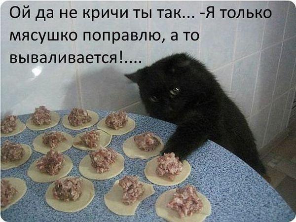 кот