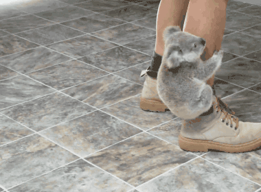 обнимашки коала