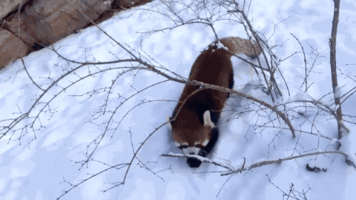 -много-гифок-снег-красная-панда-1896298