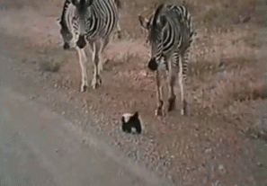 _zebra