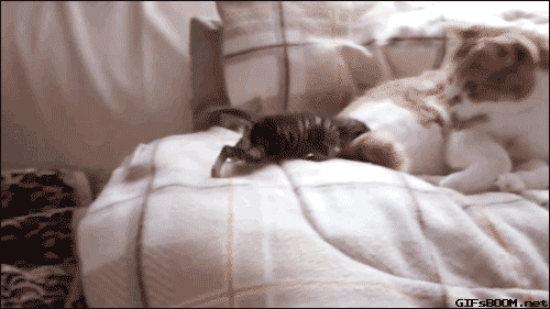 _kitten