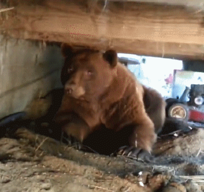 Снится медведь нападает. Медведя вытаскивают краном. Мужики вытаскивают медведя из бака.