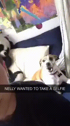 https__vk_com_gif_fak (4)