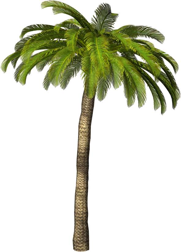 пальма 1