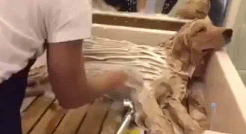 zhivnostgifkimyte2516136_yapfiles.ru