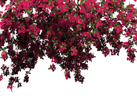 bougainvillea_leaf_png_imag