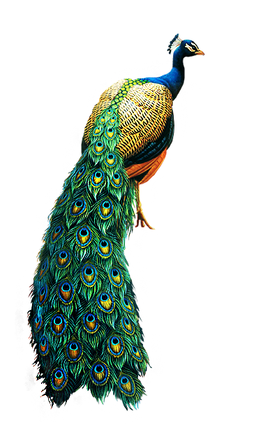 61788641_IleneMeyer_Peacock_Moonstar