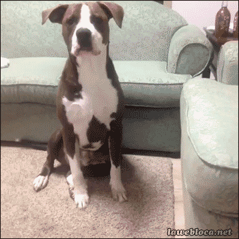 My favorite gif. It makes me nearly as happy as a real hug would. - Imgur