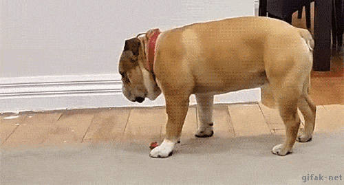 gifs_15