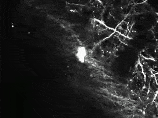 активность