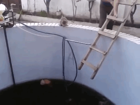 cats_assholes_yapfiles_ru