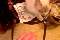 258002490f26430ef619cd5fdb083b75