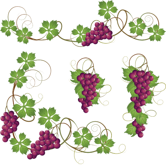 vinograd 1