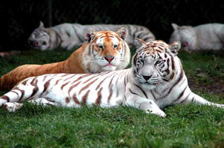 white-tigers