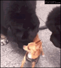 some_of_the_best_gifs_of_mans_best_friend_23