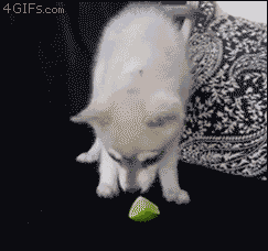 some_of_the_best_gifs_of_mans_best_friend_29