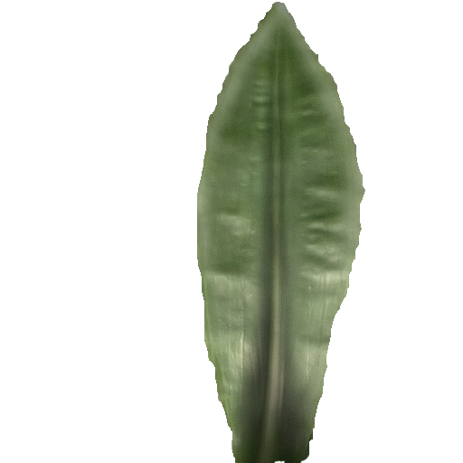 skinny_palm_bush197[1]85
