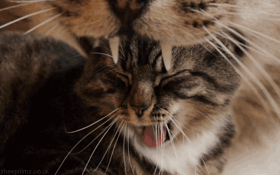 gifs_18_yapfiles.ru