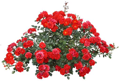 15252002.1png