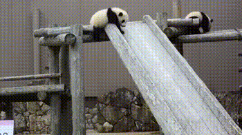 Панда падает