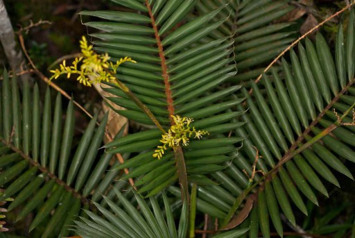 calamus_gibbsian86