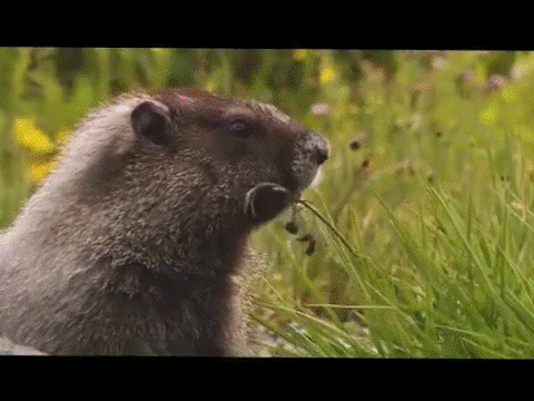 животные