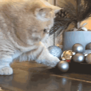 кот с игрушкой
