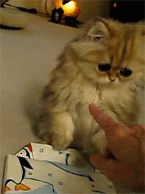 Wh...why did you just poke me - Imgur