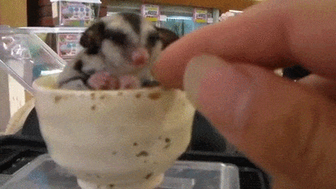 -поссум-живность-гифки-испуг-1912344