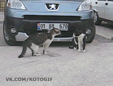 -котэ-рестлинг-662327