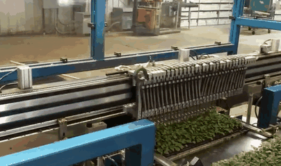 -конвейер-рассада-geek-2060768