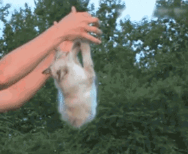 пириварачиваеца