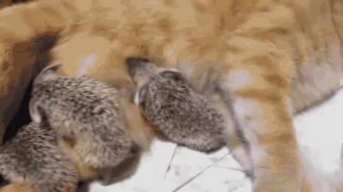 tumblr_o018sp5Drs1s02vreo2_500