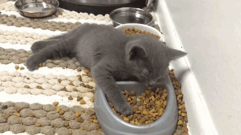 котёнок