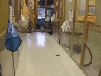 -котэ-саня-2736021