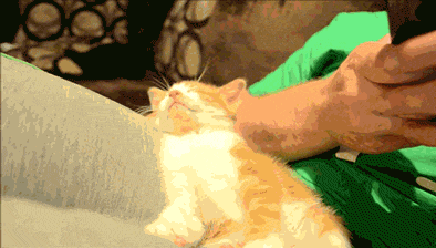 cat_sleep