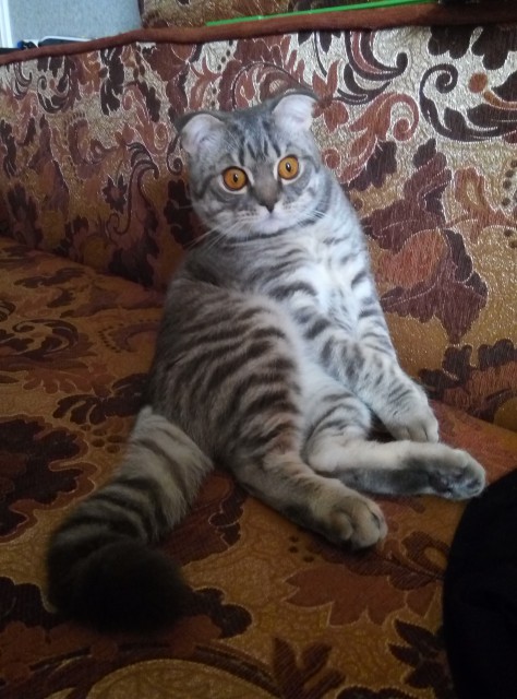 Шерик