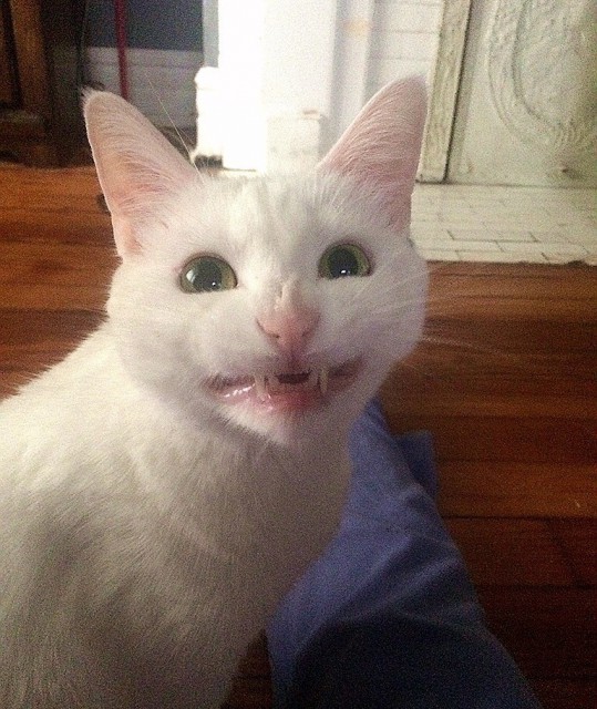 1236