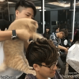 -кот-прическа-парикмахер-2762168