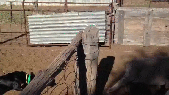 98574478872378_1452618209_568-567