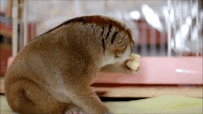 85544942261391_33-gif-5