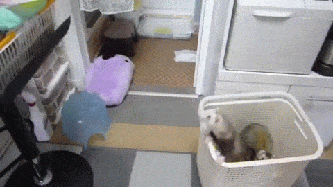 gifki-s-zhivotnymi_009