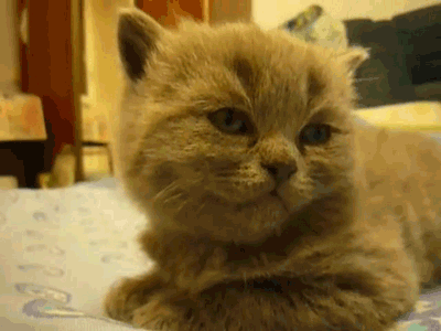 Cat-is-Tired-Gif