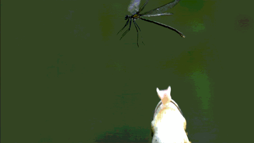 tumblr_mmggu1pD9w1s2xab7o1_500