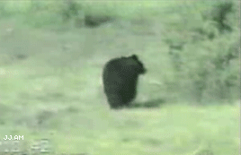 медведь против кота