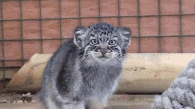 -котэ-манул-живность-2798193